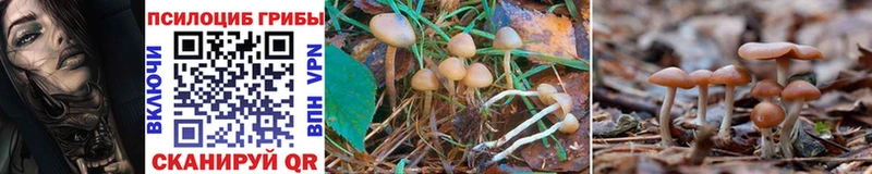 продажа наркотиков  Мамоново  KRAKEN ONION  Псилоцибиновые грибы Psilocybine cubensis 
